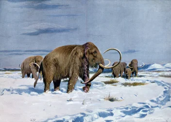 Troop of mammoths in the Ice Age